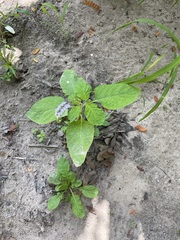 Heliotropium indicum