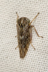 Idiocerus herrichii