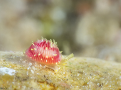 Purpurcapsula exigua