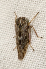 Idiocerus herrichii
