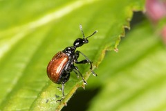 Compsapoderus erythropterus