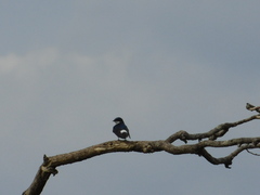 Tachycineta leucorrhoa