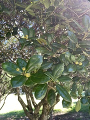 Ilex cornuta