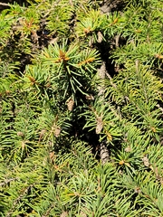 Picea glauca