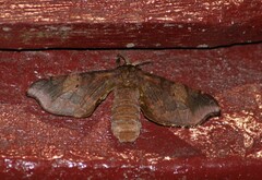Apatelodidae