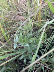 Lithospermum canescens