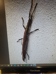 Anisomorpha buprestoides