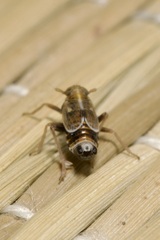 Dicranotropis hamata