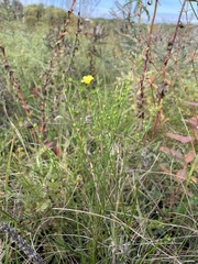 Linum sulcatum