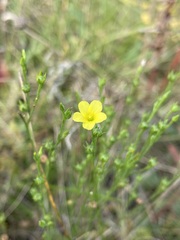 Linum sulcatum