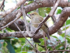 Antilophia galeata