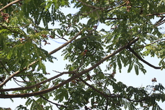 Psittacula alexandri