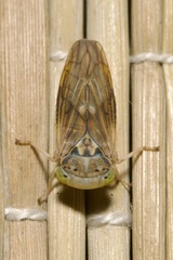 Idiocerus stigmaticalis