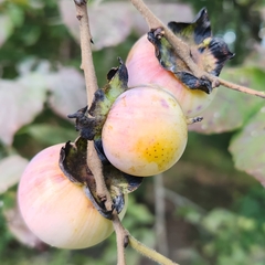 Diospyros virginiana