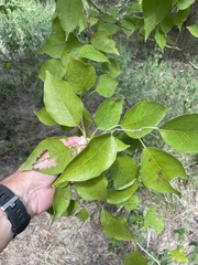 Maclura pomifera