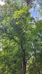 Diospyros virginiana