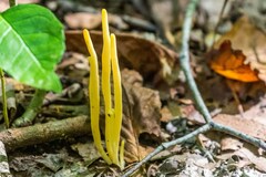 Clavaria