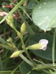 Acmispon americanus
