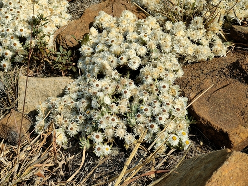 Image of Helichrysum cerastoides by (c) Stefan Wolmarans, some rights reserved (CC BY)
