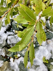 Salix laggeri