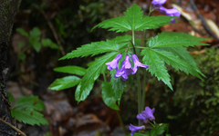 Cardamine glanduligera