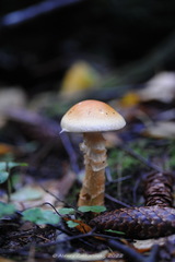 Cortinarius triumphans