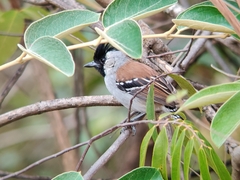 Sakesphoroides cristatus