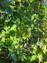 Lonicera tatarica
