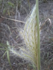 Bothriochloa longipaniculata