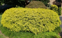 Chamaecyparis pisifera