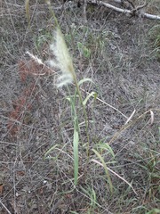 Bothriochloa longipaniculata