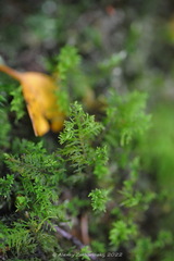 Thuidium delicatulum