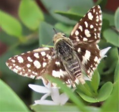 Ernsta colotes