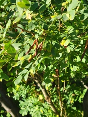 Caragana arborescens