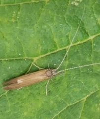Trichoptera