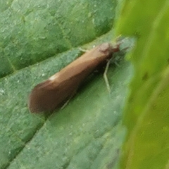 Trichoptera