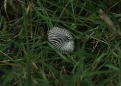 Mycena aetites