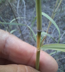 Bothriochloa longipaniculata
