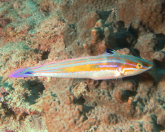 Coris caudimacula