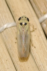 Macrosteles septemnotatus