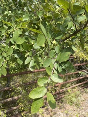 Ulmus crassifolia