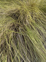 Sporobolus pumilus