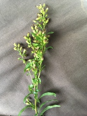 Solidago virgaurea