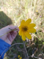 Bidens mitis