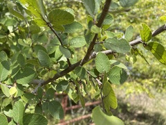 Ulmus crassifolia