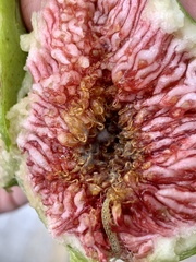 Choreutis nemorana