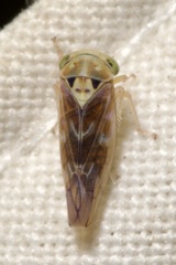 Tremulicerus vitreus