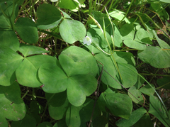 Oxalis trilliifolia