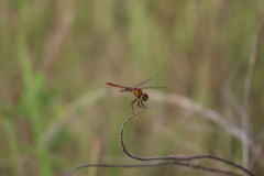 Urothemis signata