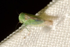 Viridicerus ustulatus